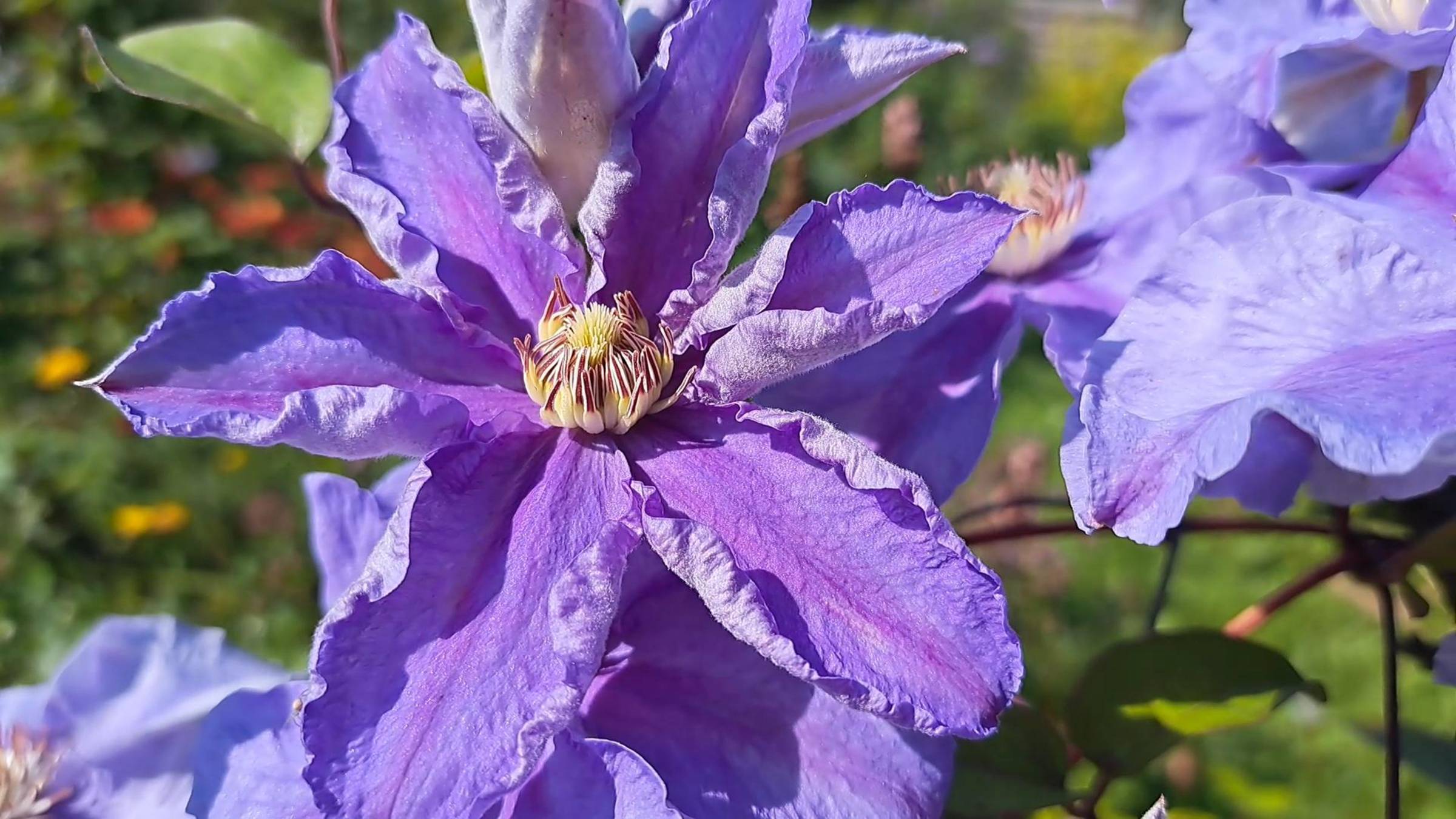 Посылка от И.В. Колодяжного. Передержка клематисов до высадки в грунт.