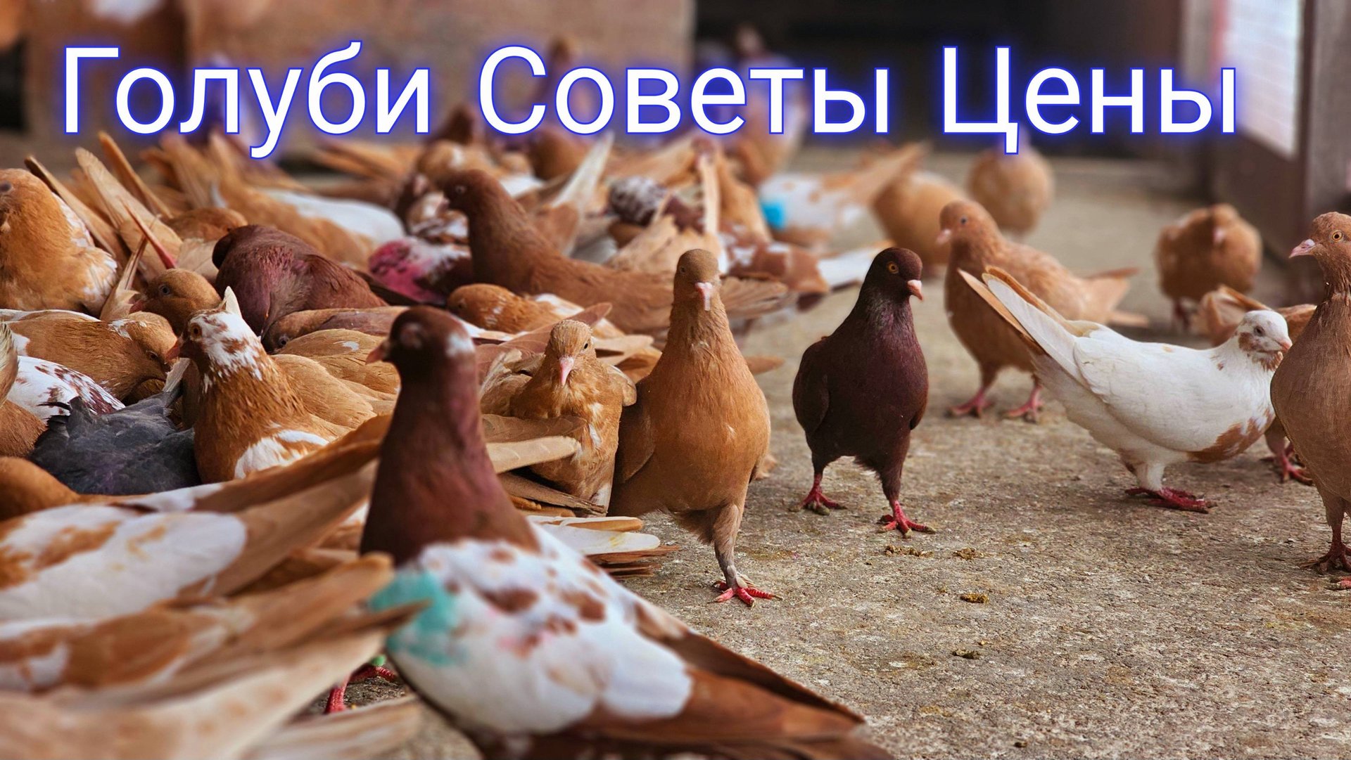 Голуби Советы Цены смотреть онлайн