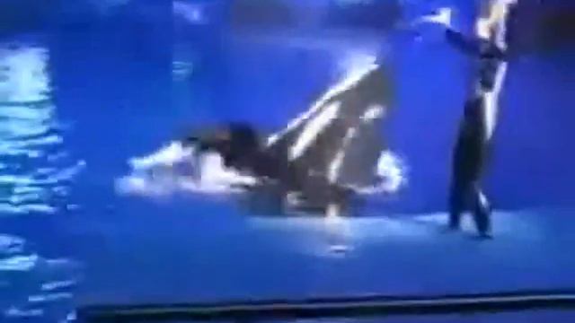 Killer whales - Shamu Rocks смотреть онлайн