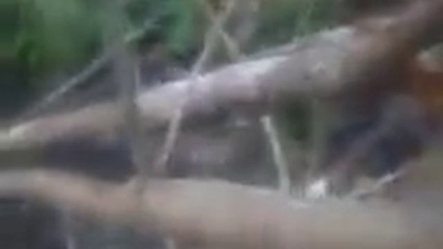 Случайный барсук смотреть онлайн