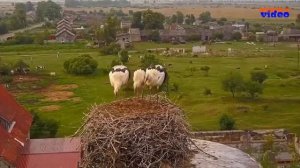 Вокальный ансамбль  "Отрада"   "Аист на крыше"