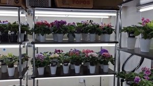 Основные принципы УСПЕШНОГО выращивания ФИАЛОК