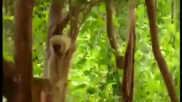 jungle m mangal manaya#factshorts #brave monkey#naturevideos # nature lovers# смотреть онлайн