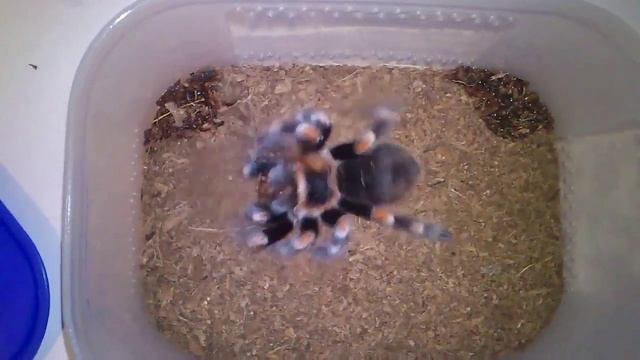feeding female Brachypelma smithi L8 (Blaberus craniifer) смотреть онлайн