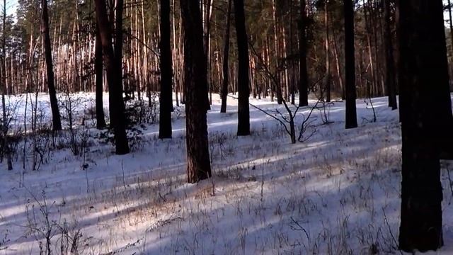 САМВЕЛ АДАМЯН ВЫНОСИТ ДЕНЬГИ НА МУСОРКУ. КЕМ ОН СЧИТАЕТ СВОИХ ЗРИТЕЛЕЙ