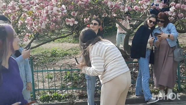 Киев 2024 г толпы людей в парке возле магнолий, все фотографируются.