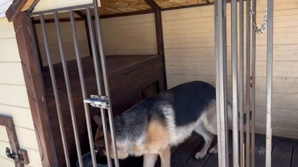 ОБУЧЕНИЕ - команда «ВОЛЬЕР» , научить собаку безотказно заходить в вольер? легко!