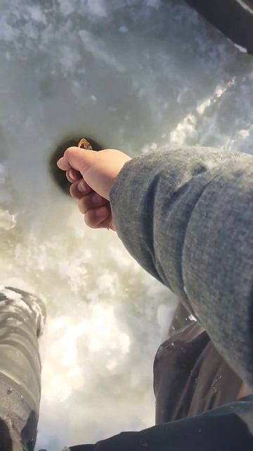 #ёрш на мормышку. #рыба #рыбалка #зимняяловлярыбы #мормышка #мотыль #мормышинг смотреть онлайн