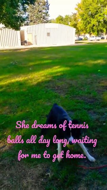 the first thing she grabs when I walk in is a tennis ball смотреть онлайн