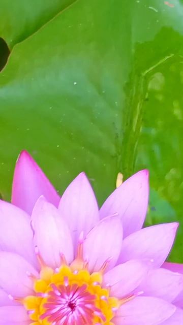 Water lily🌷😍 #shorts #ytshorts #flowers смотреть онлайн