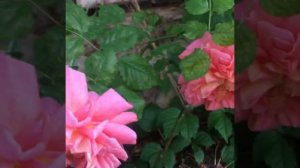 Роза  Кристофер Марлоу (Christopher Marlowe). Austin Великобритания, 2002г.