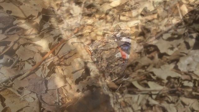 🍁 Grey Maple Sap & Red Admiral Butterfly 🦋 смотреть онлайн