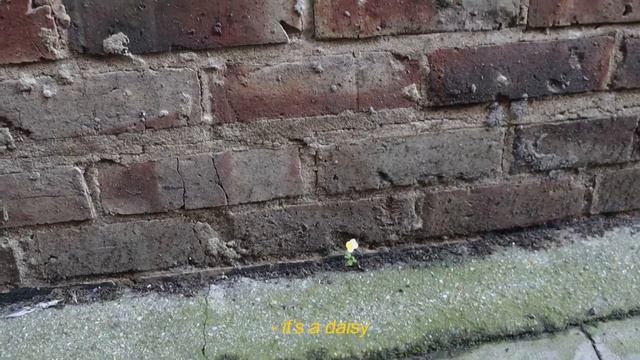 where flowers grow смотреть онлайн