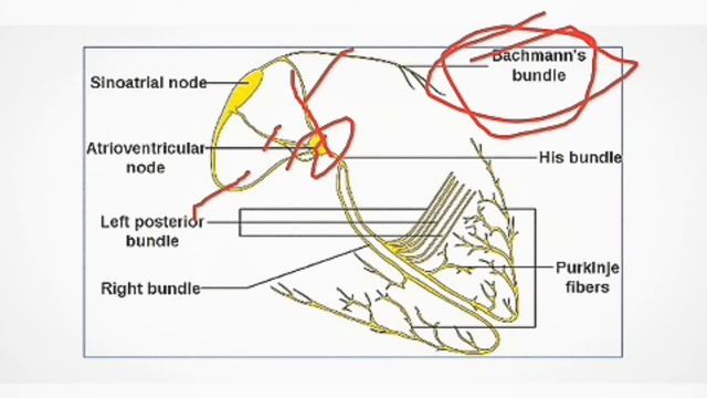 Impulse Conduction in Heart (Pacemaker Potential Generation & Conduction) смотреть онлайн