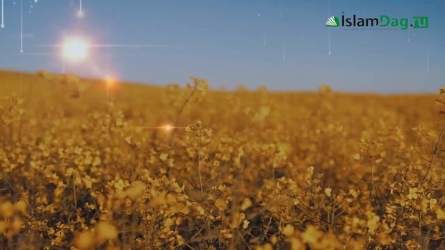 Как лев отомстил за пророка Мухаммада ﷺ.mp4 смотреть онлайн