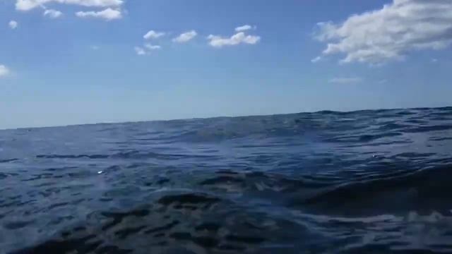 Barrel Jellyfish spotted off Sidmouth Coast смотреть онлайн