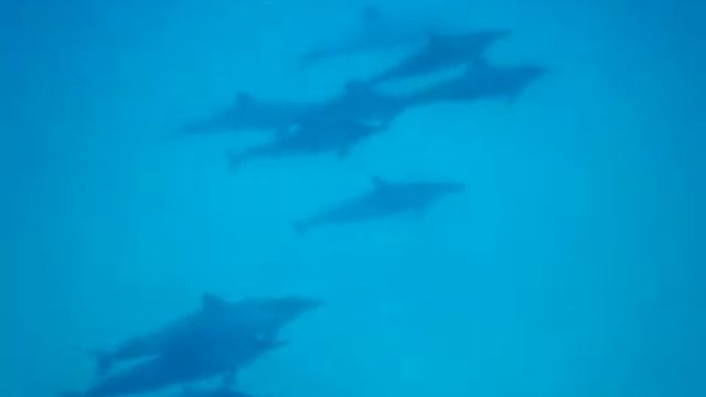Swimming With The Dolphins In Maui