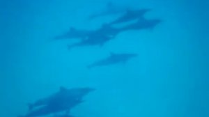 Swimming with the Dolphins in Maui