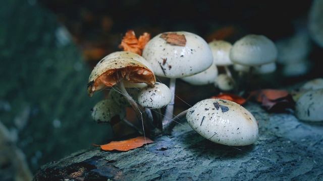 5684469-hd_1920_1080_25fps