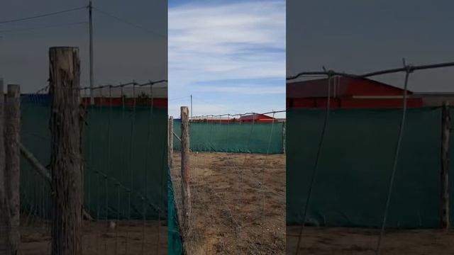 Затеняющая сетка вместо забора. Клубника. Южный Урал