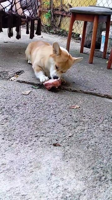 я работать не хочу...😜 #корги #собака #юмор #corgi #животные #dog #вельшкоргипемброк #shorts смотреть онлайн