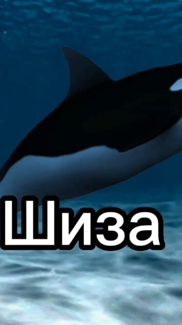 Косатка говорит слово Шиза #shorts смотреть онлайн