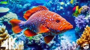 Лучший расслабляющий аквариум в Full HD. Аквариумные рыбки. #медитация #релакс