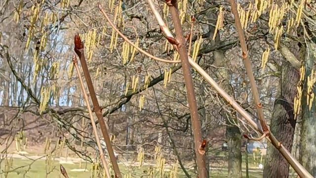 Зеленоградск. Весеннее пробуждение смотреть онлайн