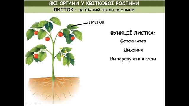 ЯКІ ОРГАНИ У КВІТКОВОЇ РОСЛИНИ смотреть онлайн