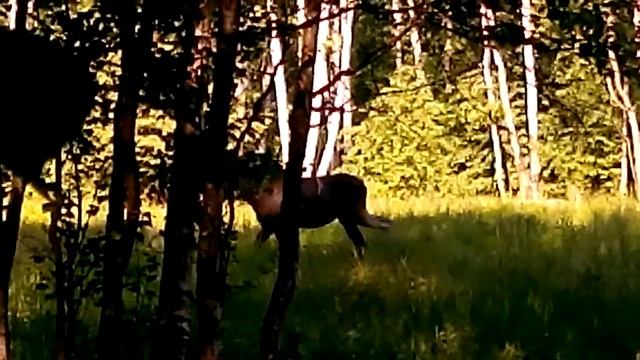 Лосина Островская ч.1 смотреть онлайн