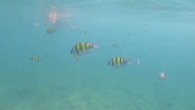 NICS diving trip in Krabi 2024 смотреть онлайн