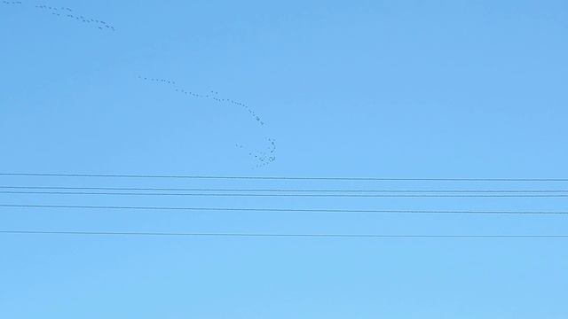 Гуси летят 2 смотреть онлайн