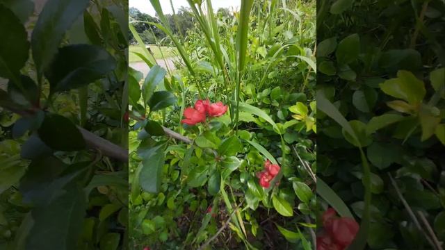 АХ ЛЕТО-О-О-О смотреть онлайн