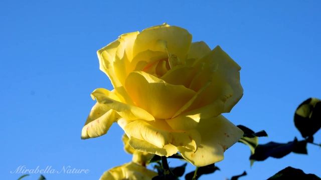 Yellow Roses Collection 4K - Piano Relaxing Music 3 Hours смотреть онлайн
