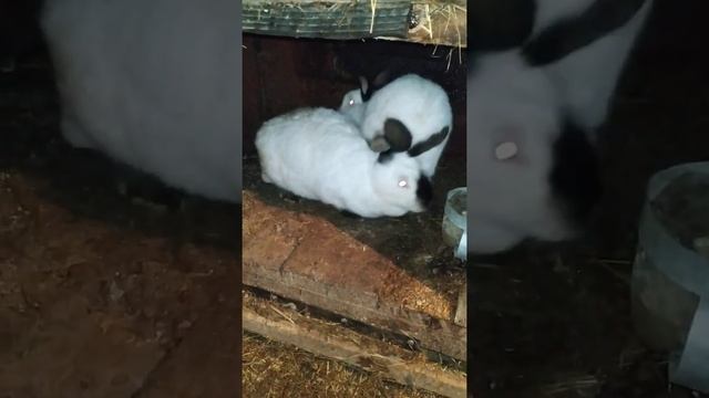 Кролики колифорнийской породы смотреть онлайн