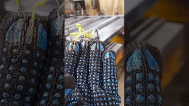 история моей работы, и природы, 2 в 1 🦗 и богомол смотреть онлайн