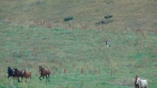 jaylau kara mal jylky 005 - airvideo.m4v смотреть онлайн