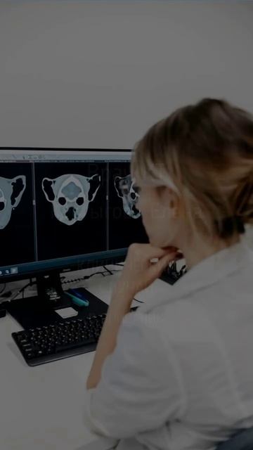 Кот с пятном на носу поступил на КТ доктора Костыговой Елены смотреть онлайн