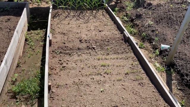 ЛЕТИМ В МОСКВУ! ЧТО СКАЗАЛ ВРАЧ// ЛЕБЕДИ// САЖАЮ РАССАДУ// ПЕРЕДЕЛЫВАЕМ НОВЫЙ ЗАБОР смотреть онлайн