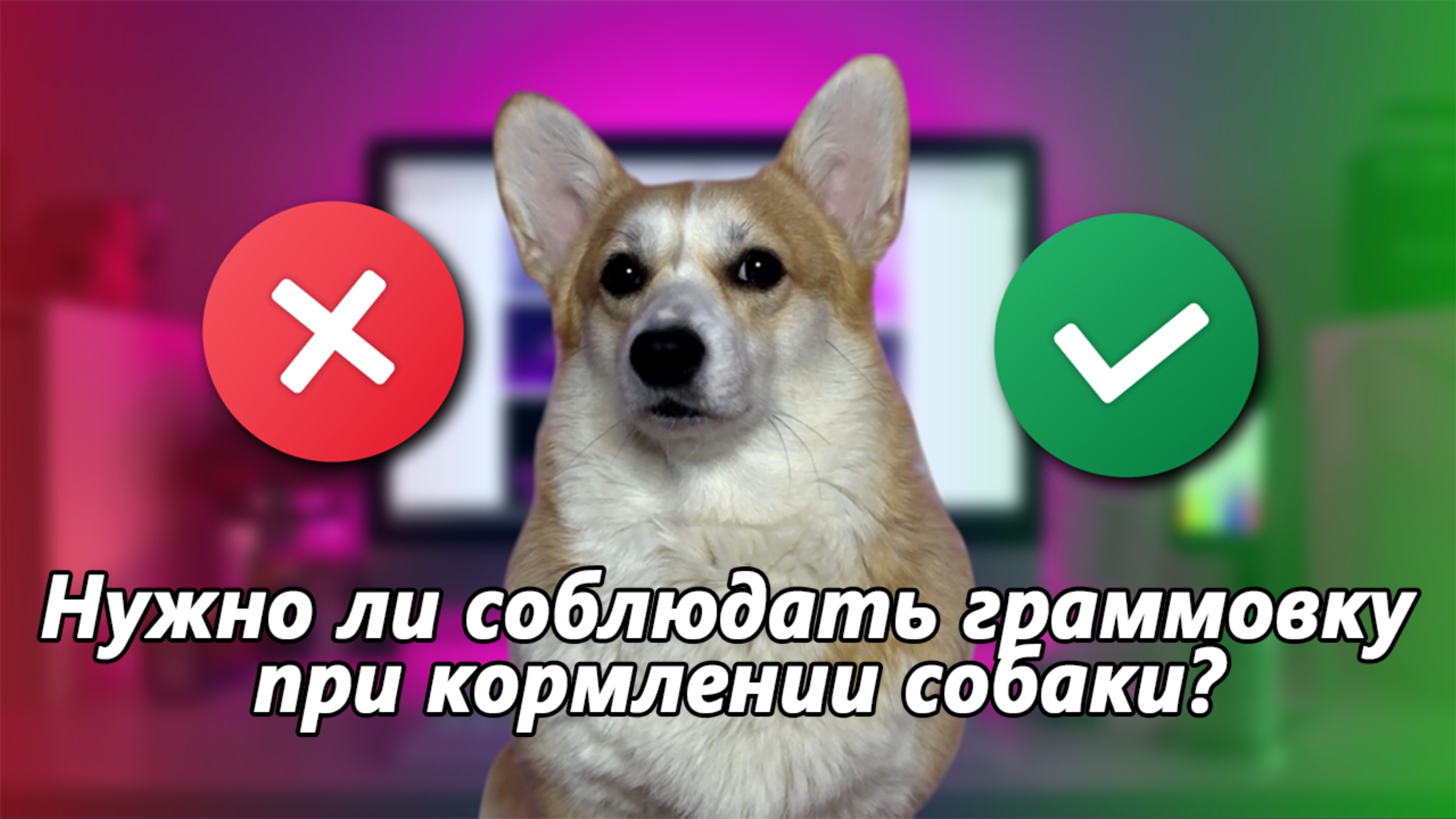 Нужно ли соблюдать граммовку при кормлении собаки?