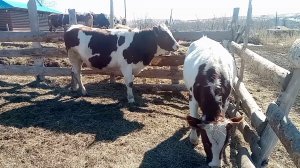 Продаются тёлки на коров/Алт.край/Перешли на синхронное доение