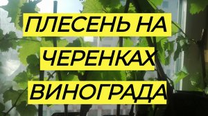 Появление плесени на черенках винограда и как с ней бороться.