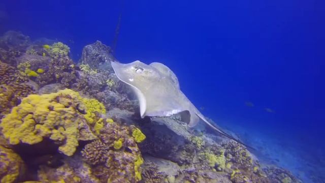 broad stingray on Kona coast смотреть онлайн