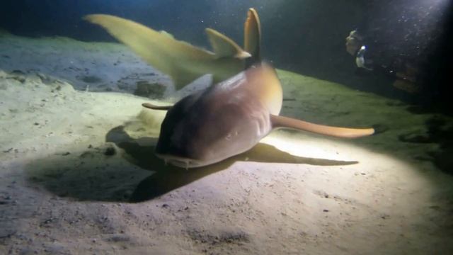 Alimatha Night Dive - MV Sea Spirit - 29th March 2016 смотреть онлайн