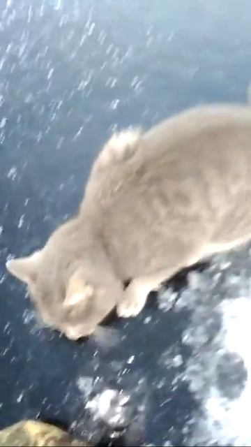 С котом на рыбалку)))