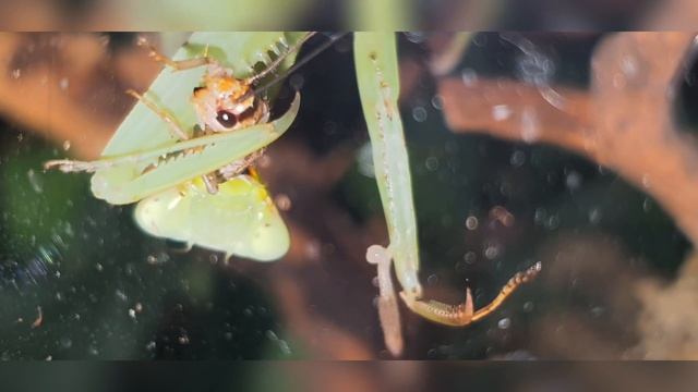 Hierodula membranacea having a snack...🦗😊 смотреть онлайн