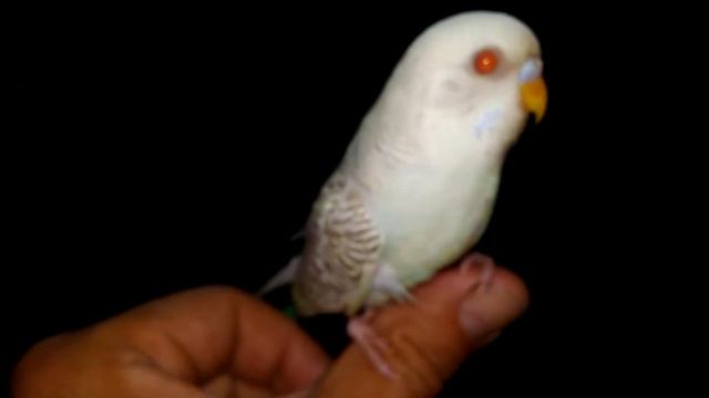 Доказательство, что ручной смотреть онлайн