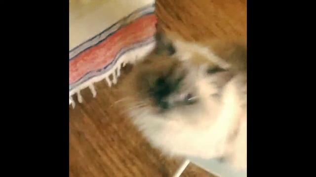 Кот дал лапу смотреть онлайн