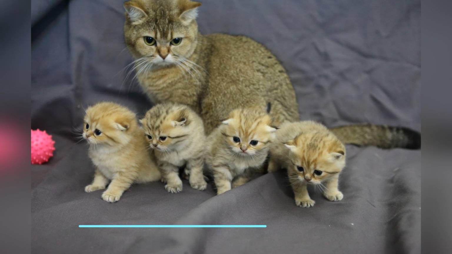 Частный питомник "Gendalf Stone"