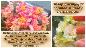 Обзор цветущих сортов Фиалок 01.04.2025!
